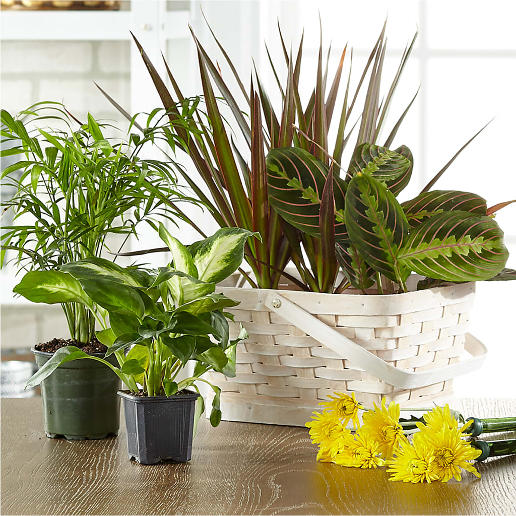 Florist Designed Blooming and Green Plants in a Basket – HALL'S GIFT AND TREASURES FLORAL DESIGN, Vicksburg MS