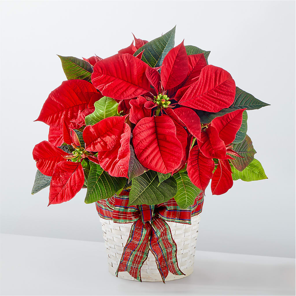 Happiest Holidays Poinsettia – HALL'S GIFT AND TREASURES FLORAL DESIGN, Vicksburg MS