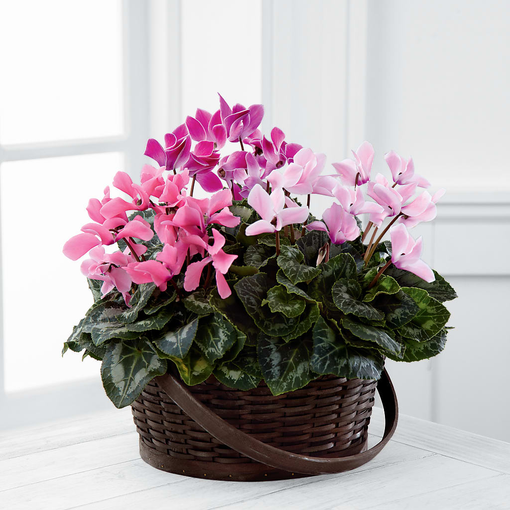 Mixed Cyclamen Planter – HALL'S GIFT AND TREASURES FLORAL DESIGN, Vicksburg MS