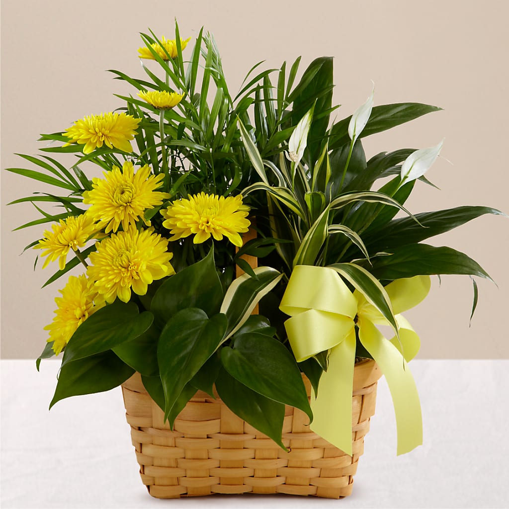 Loving Light Dishgarden – HALL'S GIFT AND TREASURES FLORAL DESIGN, Vicksburg MS