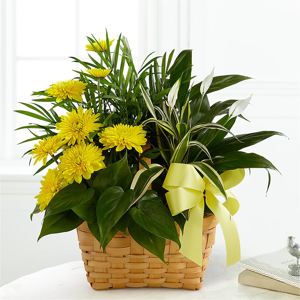 Loving Light Dishgarden – HALL'S GIFT AND TREASURES FLORAL DESIGN, Vicksburg MS