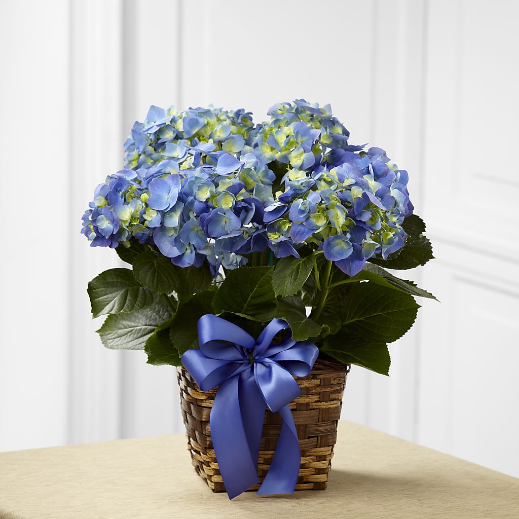 Blue Hydrangea Planter – HALL'S GIFT AND TREASURES FLORAL DESIGN, Vicksburg MS