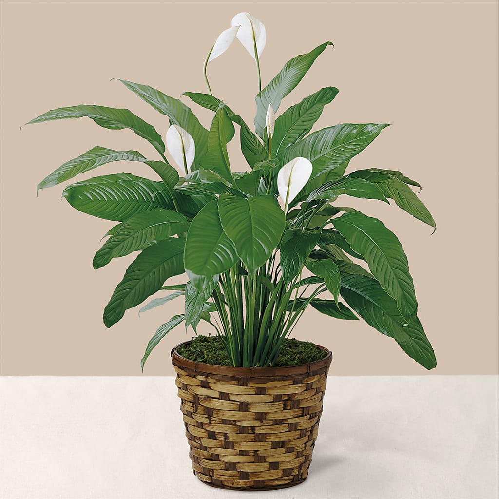 Tranquil Moments Peace Lily Plant – HALL'S GIFT AND TREASURES FLORAL DESIGN, Vicksburg MS