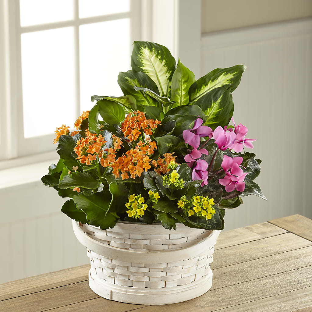 Color Crush Dishgarden – HALL'S GIFT AND TREASURES FLORAL DESIGN, Vicksburg MS