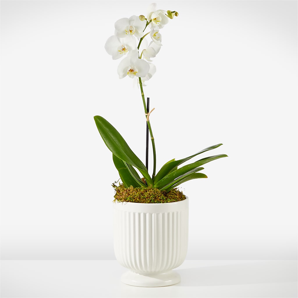 Whispering White Orchid – HALL'S GIFT AND TREASURES FLORAL DESIGN, Vicksburg MS