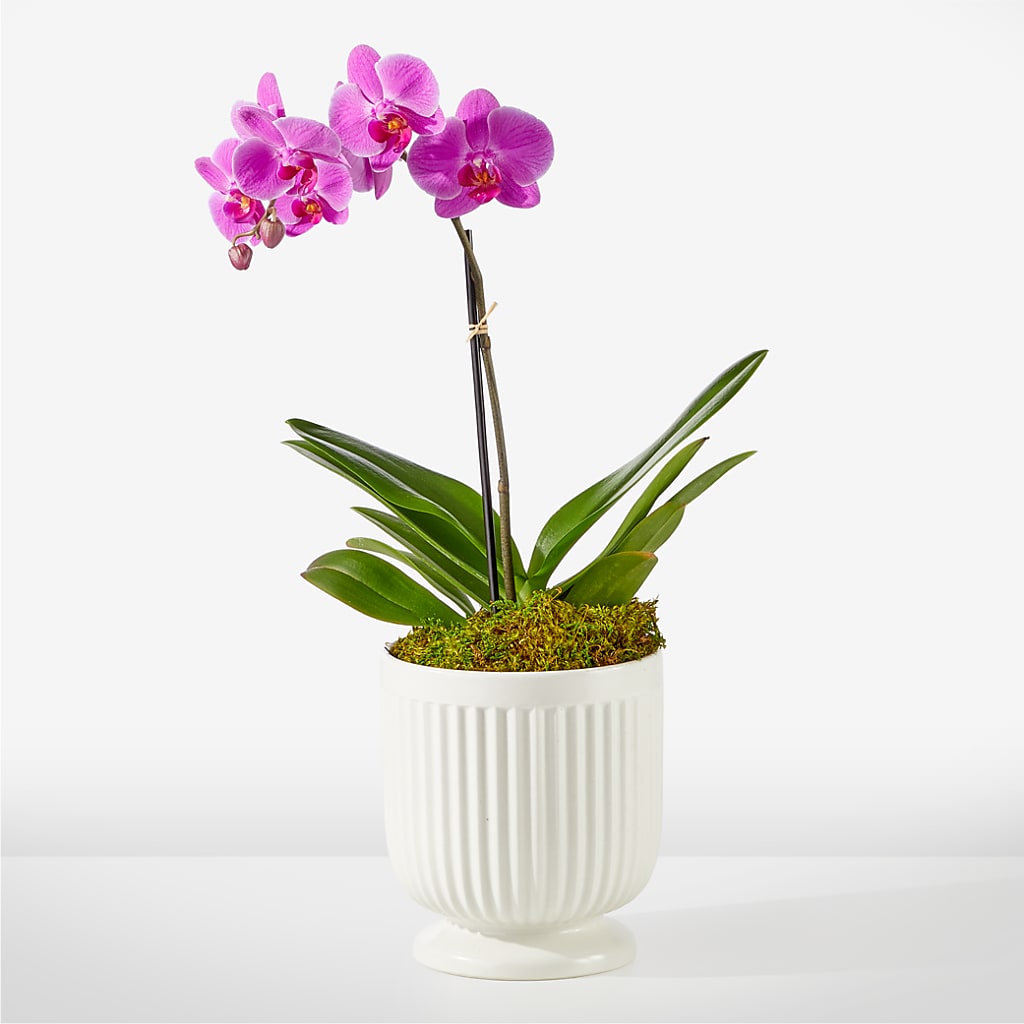 Friendly Fuchsia Orchid – HALL'S GIFT AND TREASURES FLORAL DESIGN, Vicksburg MS
