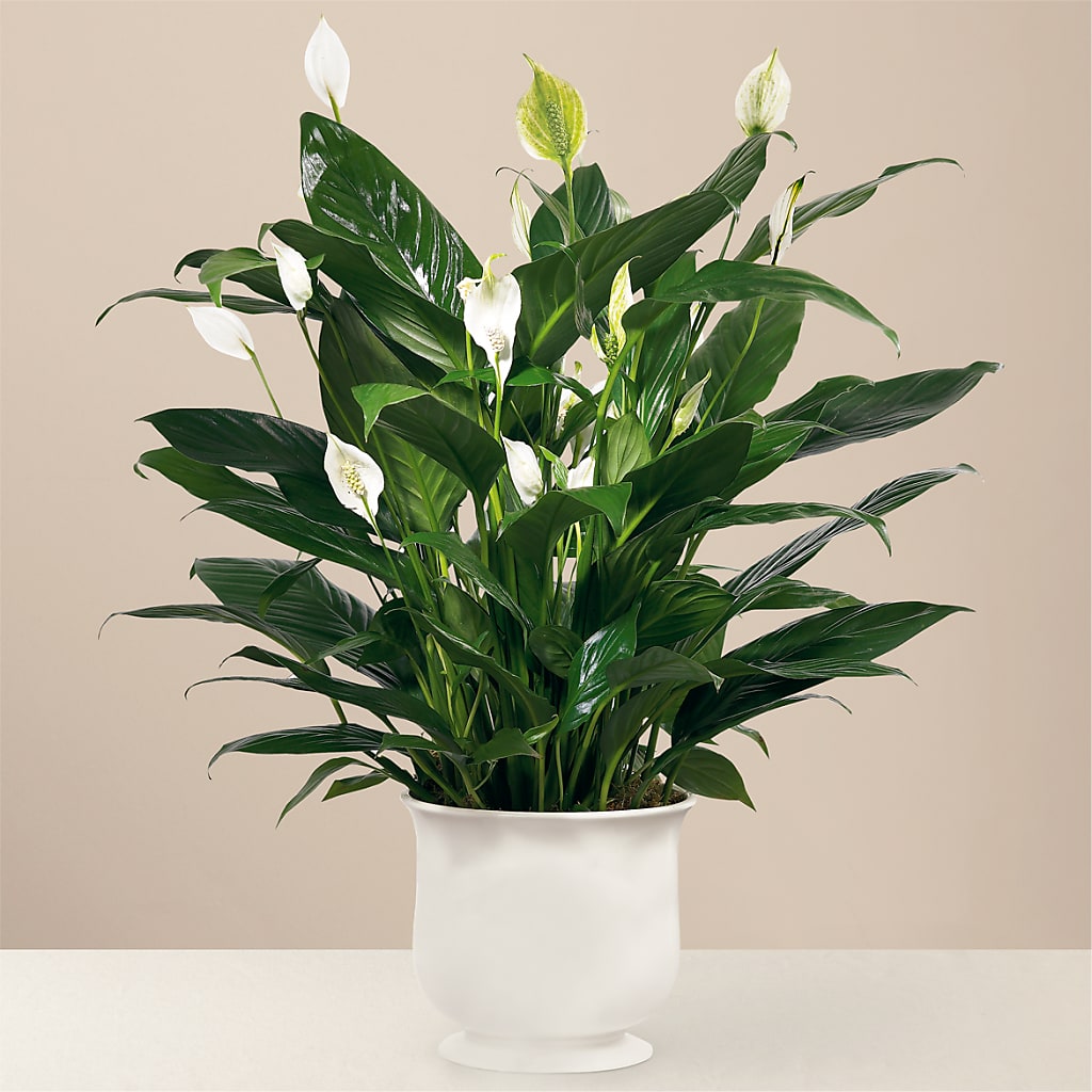 Comfort Planter – HALL'S GIFT AND TREASURES FLORAL DESIGN, Vicksburg MS