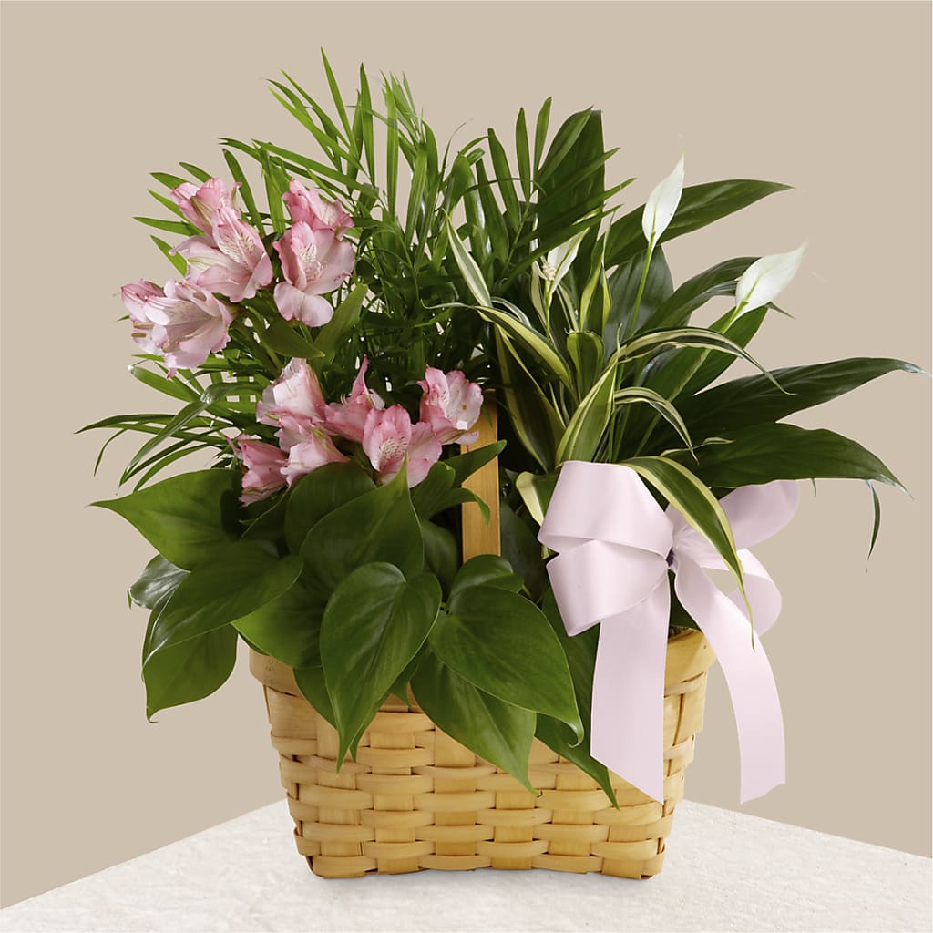 Living Spirit Dishgarden – HALL'S GIFT AND TREASURES FLORAL DESIGN, Vicksburg MS