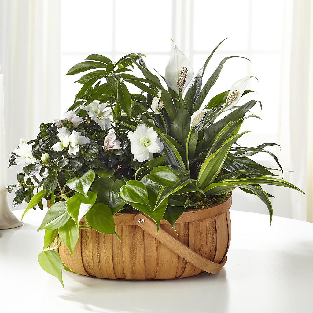 Serene Dishgarden – HALL'S GIFT AND TREASURES FLORAL DESIGN, Vicksburg MS