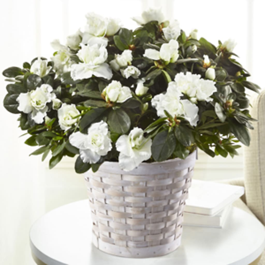 White Azalea Plant – HALL'S GIFT AND TREASURES FLORAL DESIGN, Vicksburg MS