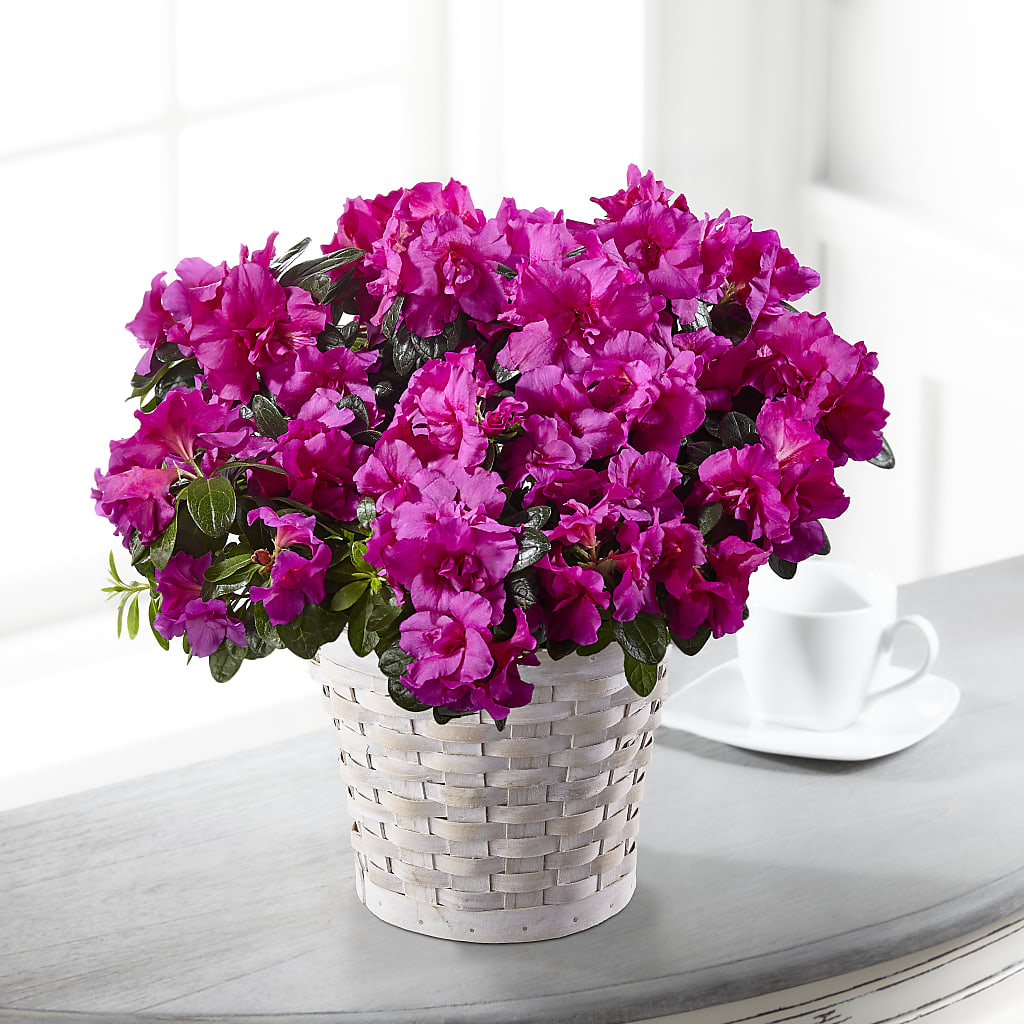 Hope & Serenity Azalea Plant – HALL'S GIFT AND TREASURES FLORAL DESIGN, Vicksburg MS