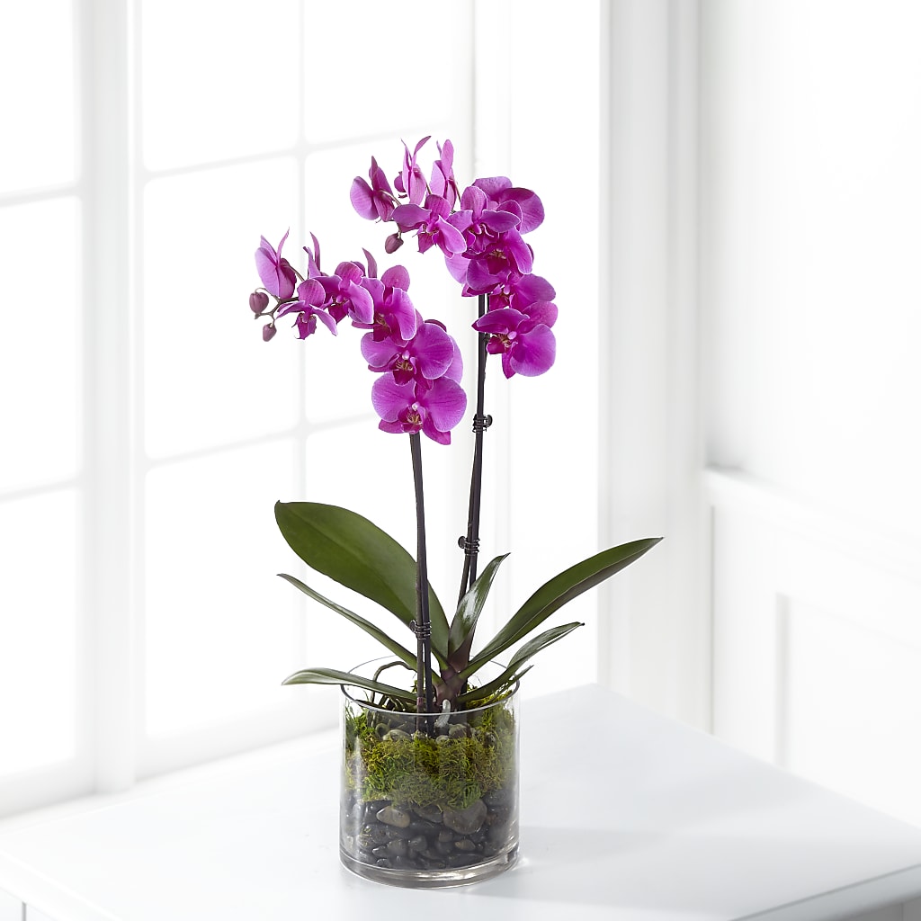 Pink Orchid Plant – HALL'S GIFT AND TREASURES FLORAL DESIGN, Vicksburg MS