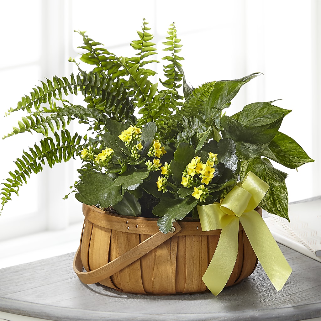 Always Dear Dishgarden – HALL'S GIFT AND TREASURES FLORAL DESIGN, Vicksburg MS