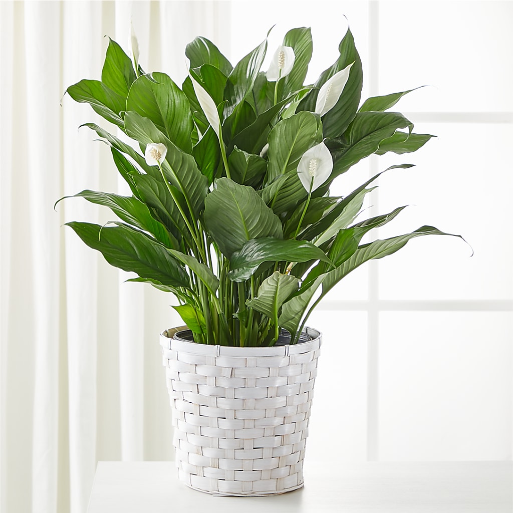 A New Leaf Peace Lily – HALL'S GIFT AND TREASURES FLORAL DESIGN, Vicksburg MS
