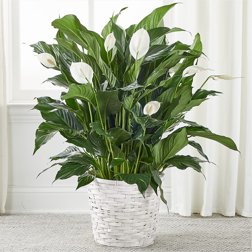 A New Leaf Peace Lily – HALL'S GIFT AND TREASURES FLORAL DESIGN, Vicksburg MS