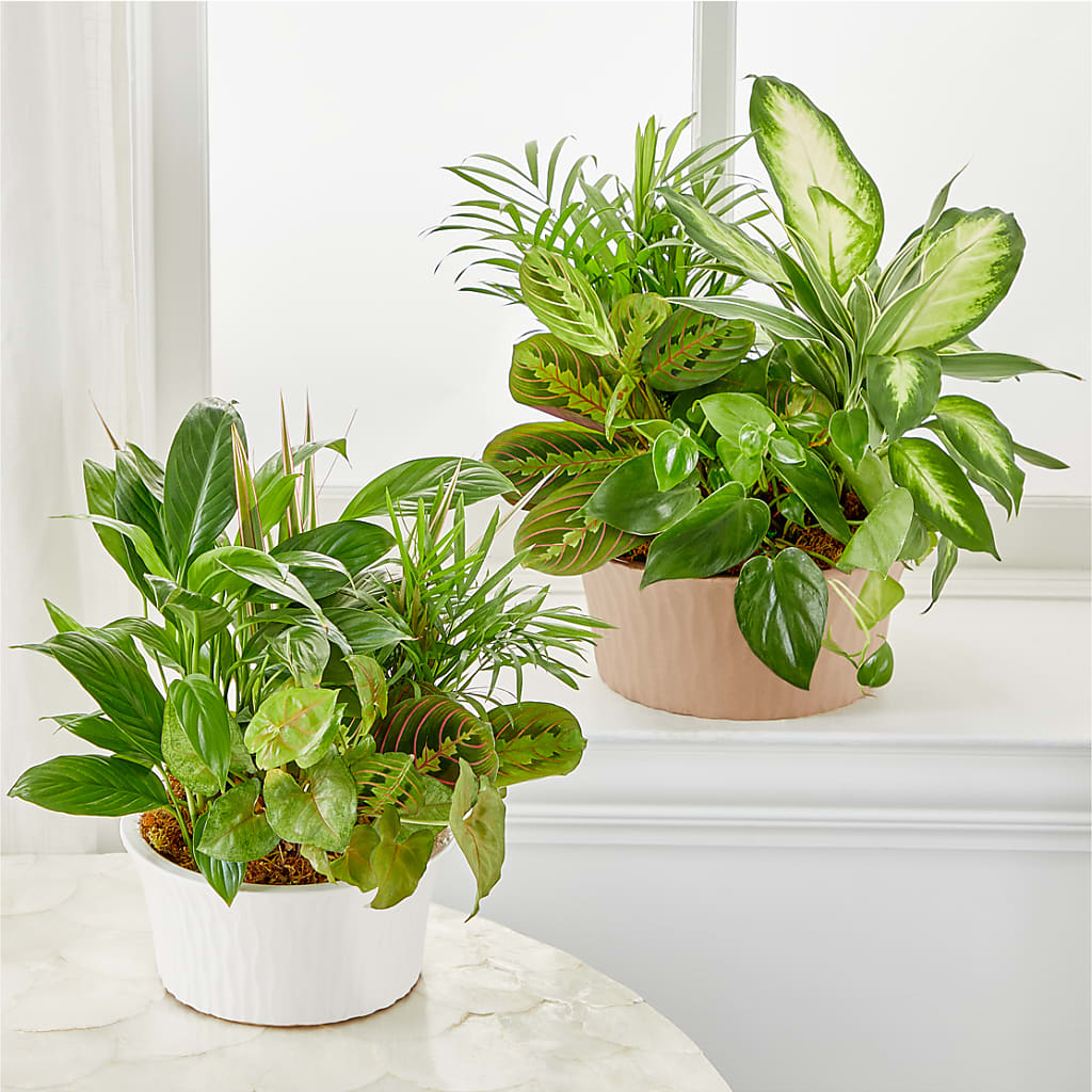 Balance & Harmony Dishgarden – HALL'S GIFT AND TREASURES FLORAL DESIGN, Vicksburg MS