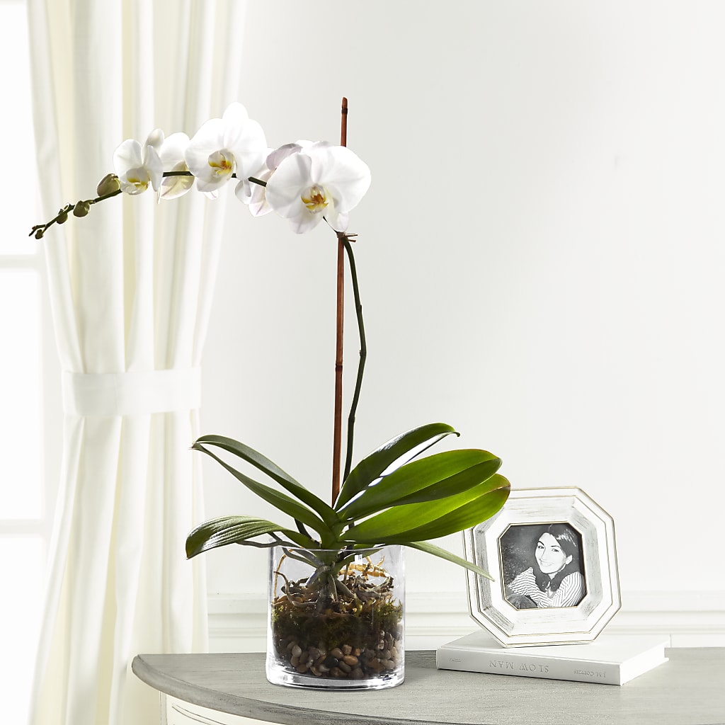 White Orchid Planter – HALL'S GIFT AND TREASURES FLORAL DESIGN, Vicksburg MS