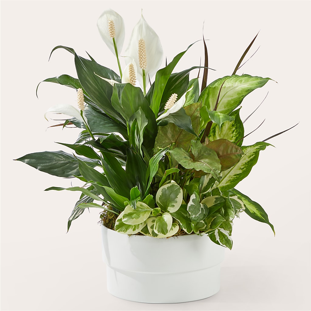 Radiating Positivity Dishgarden – HALL'S GIFT AND TREASURES FLORAL DESIGN, Vicksburg MS