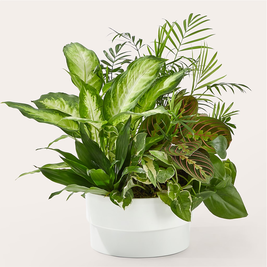 Radiating Positivity Dishgarden – HALL'S GIFT AND TREASURES FLORAL DESIGN, Vicksburg MS
