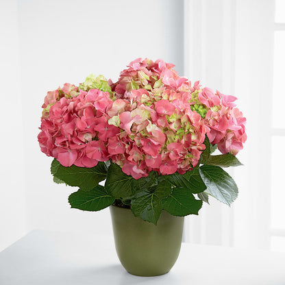 Pink Hydrangea Planter – HALL'S GIFT AND TREASURES FLORAL DESIGN, Vicksburg MS