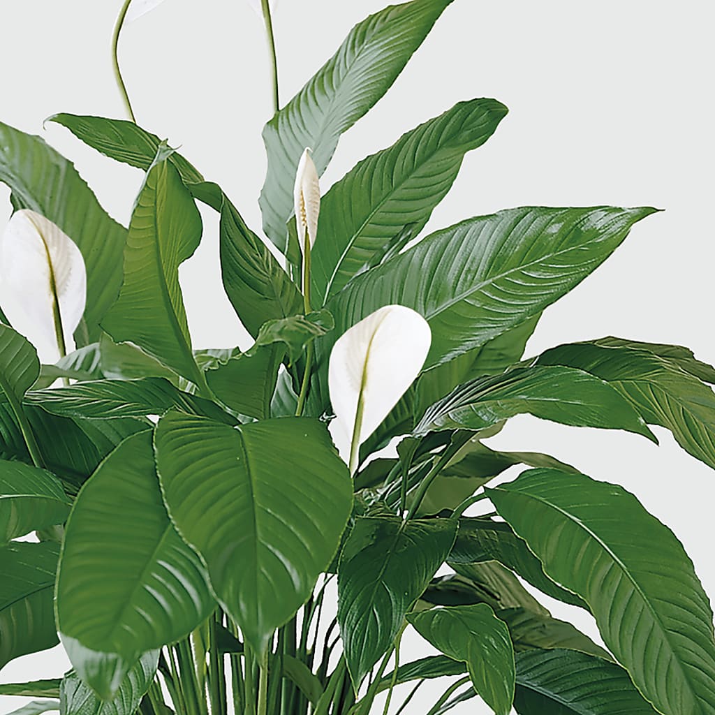 Tranquil Moments Peace Lily Plant – HALL'S GIFT AND TREASURES FLORAL DESIGN, Vicksburg MS