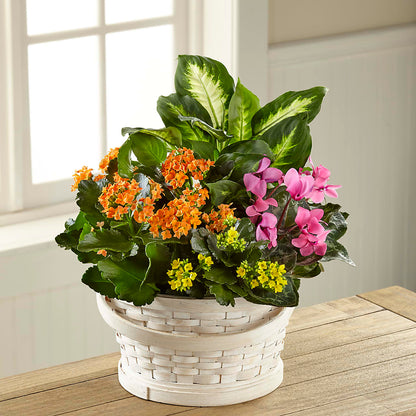 Color Crush Dishgarden – HALL'S GIFT AND TREASURES FLORAL DESIGN, Vicksburg MS