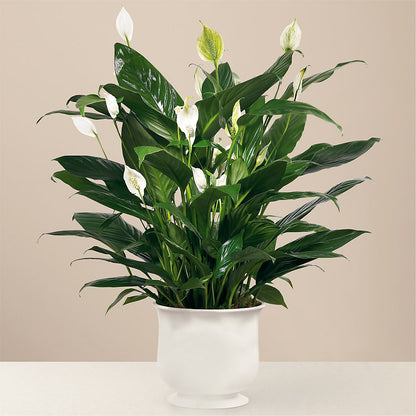 Comfort Planter – HALL'S GIFT AND TREASURES FLORAL DESIGN, Vicksburg MS