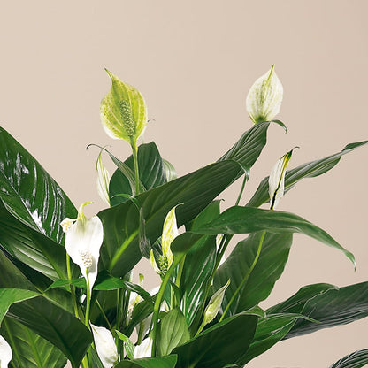 Comfort Planter – HALL'S GIFT AND TREASURES FLORAL DESIGN, Vicksburg MS