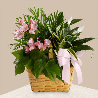 Living Spirit Dishgarden – HALL'S GIFT AND TREASURES FLORAL DESIGN, Vicksburg MS