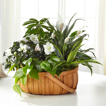 Serene Dishgarden – HALL'S GIFT AND TREASURES FLORAL DESIGN, Vicksburg MS