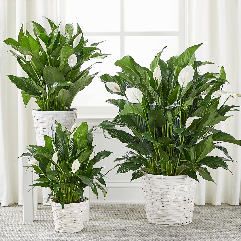 A New Leaf Peace Lily – HALL'S GIFT AND TREASURES FLORAL DESIGN, Vicksburg MS