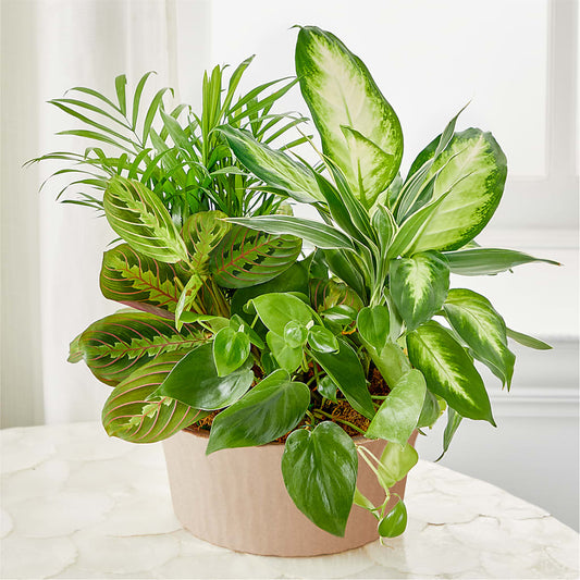Balance & Harmony Dishgarden – HALL'S GIFT AND TREASURES FLORAL DESIGN, Vicksburg MS