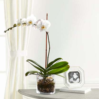 White Orchid Planter – HALL'S GIFT AND TREASURES FLORAL DESIGN, Vicksburg MS