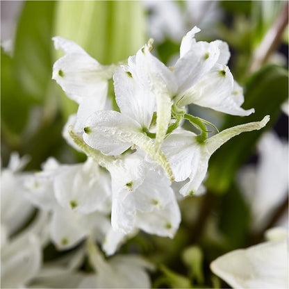 Classic Ivory – A Florist Original – HALL'S GIFT AND TREASURES FLORAL DESIGN, Vicksburg MS